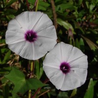 Ipomoea sagittifolia Burm.f.